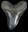 Serrated, Fossil Megalodon Tooth - Beautiful Tooth #56354-1